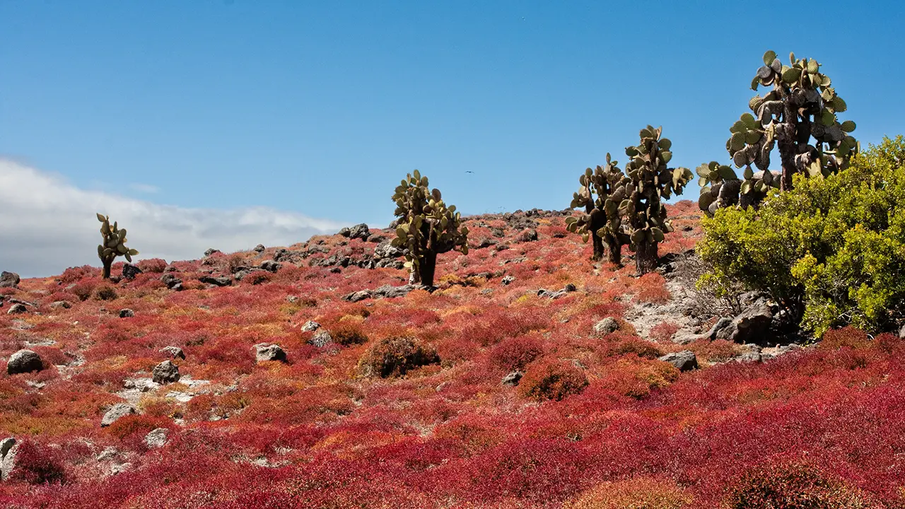 Servium & Paddle Cactus