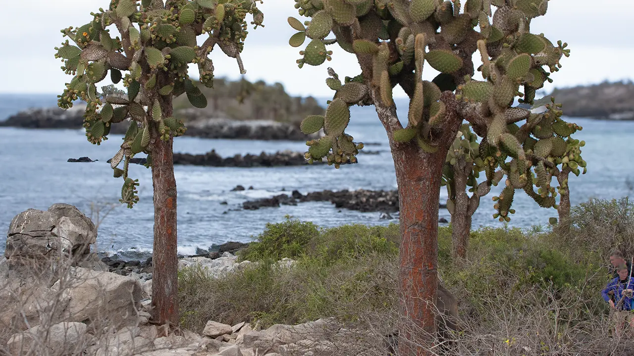 Paddle Cactus