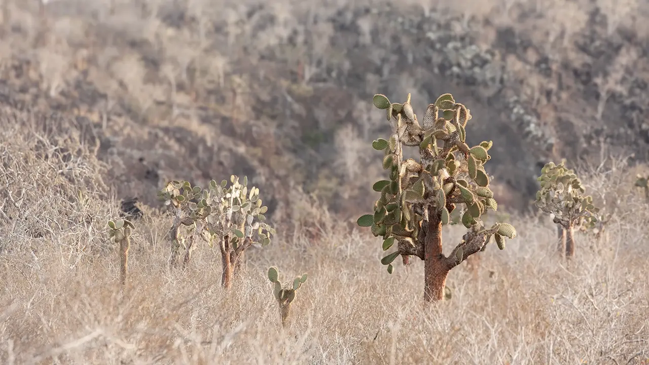 Paddle Cactus