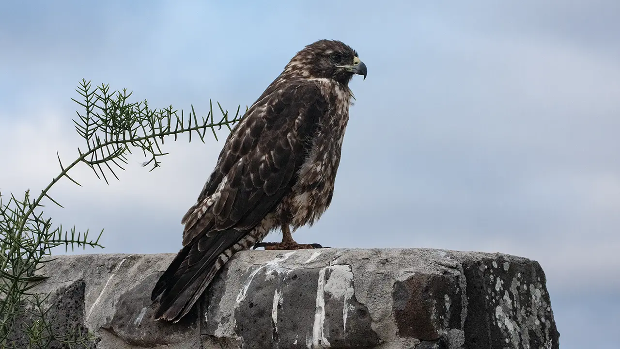 Galapagos Hawk