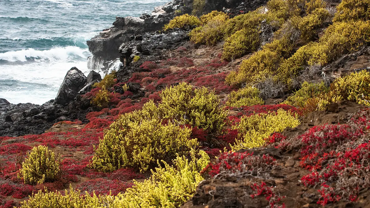 Sesvium ＆ Galapagos Purslane