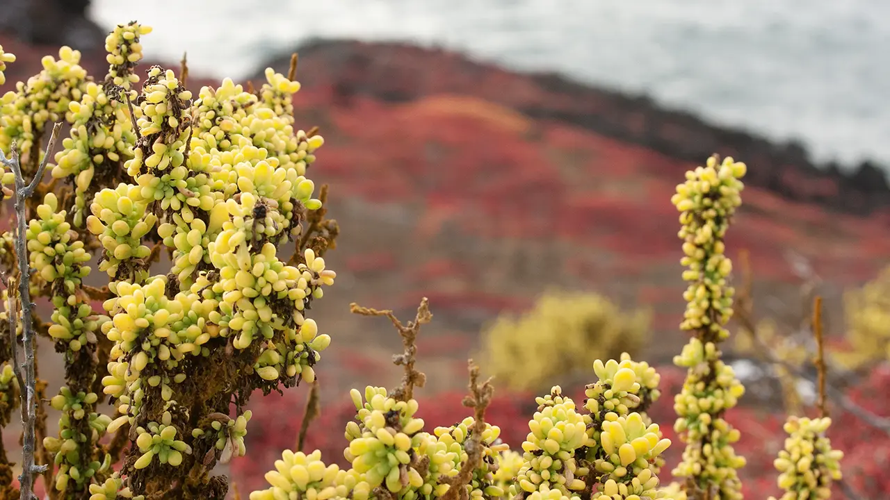 Galapagos Purslane