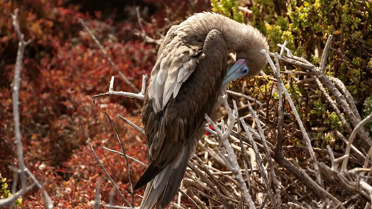 Red-footed Booby