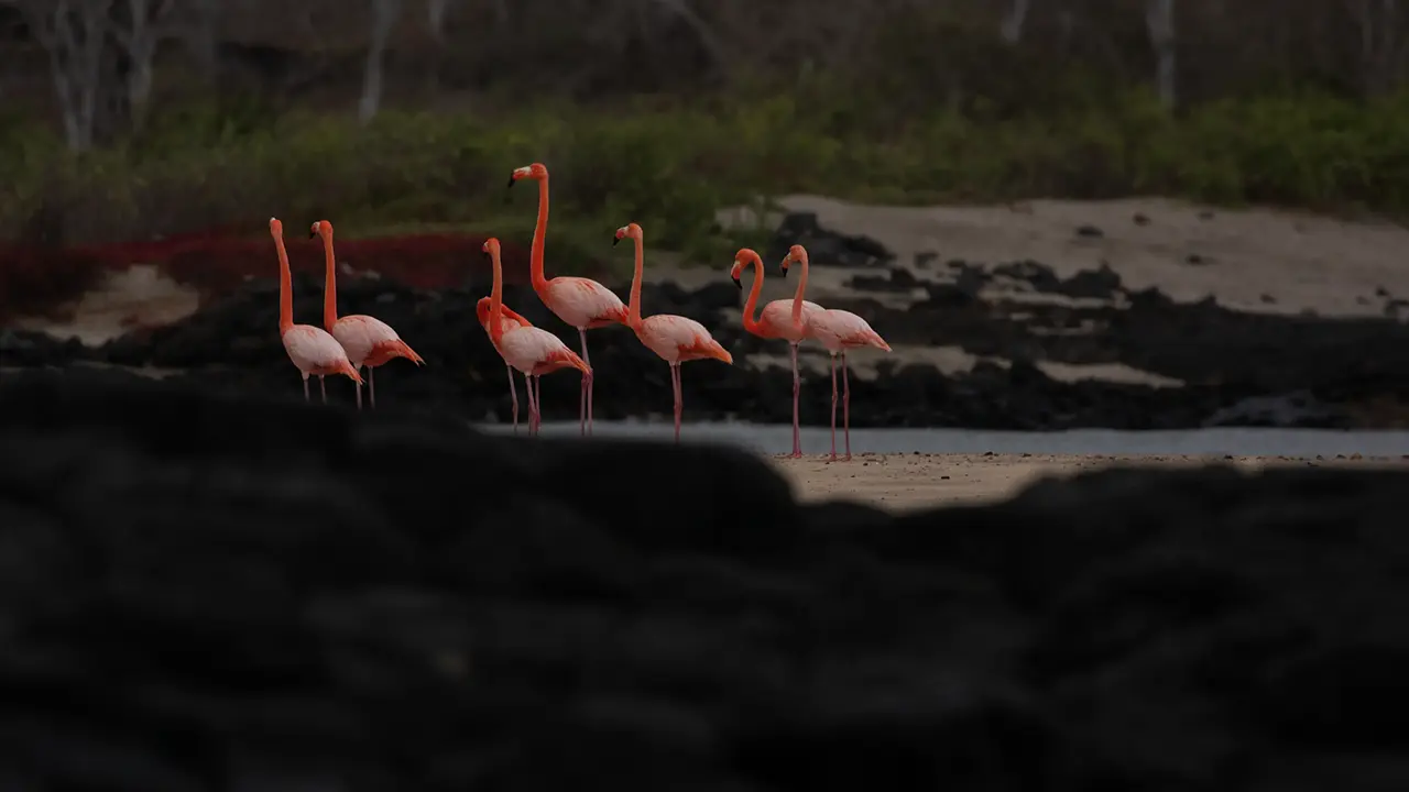 Galapagos Flamingo