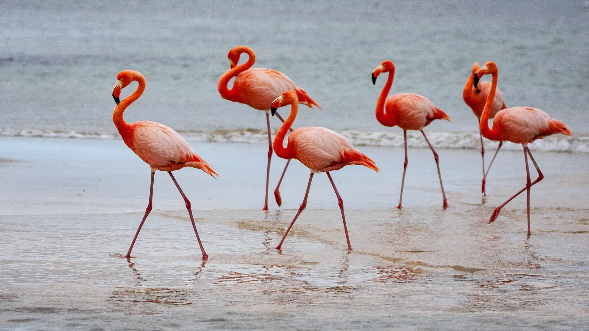 Galapagos Flamingo