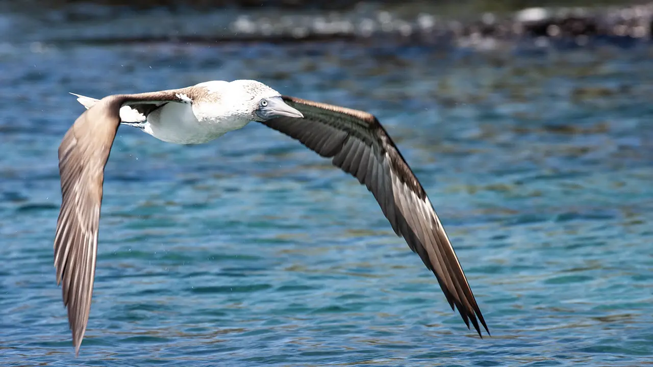 Blue-footed Booby