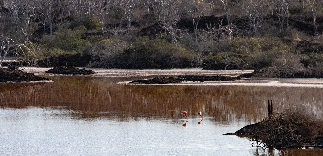 Galapagos Flamingo