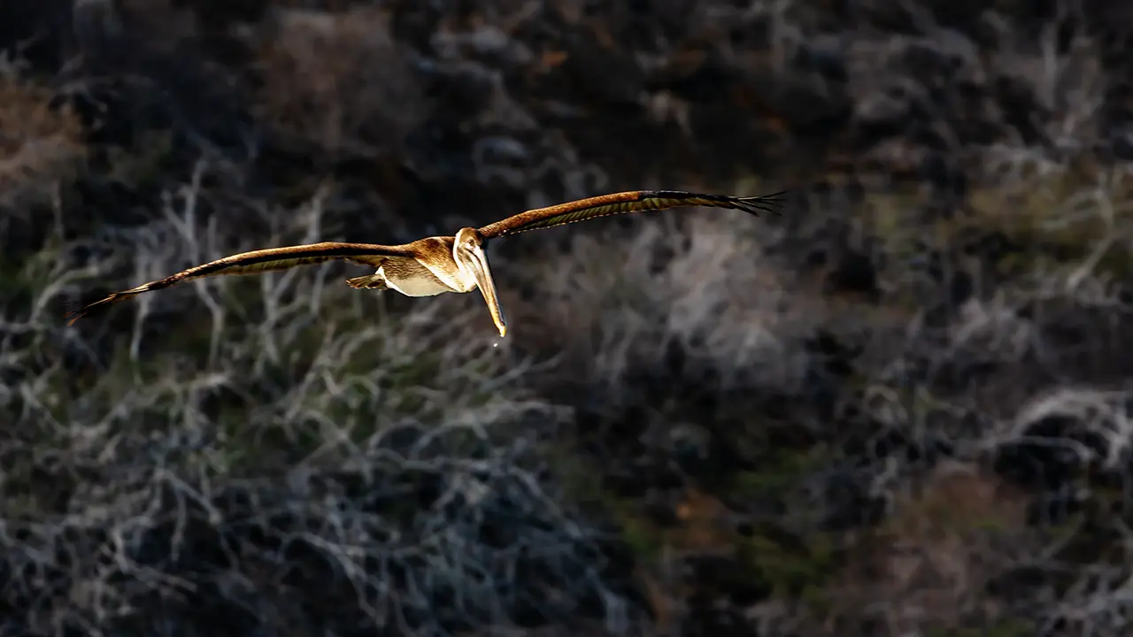 Galápagos Brown Pelican