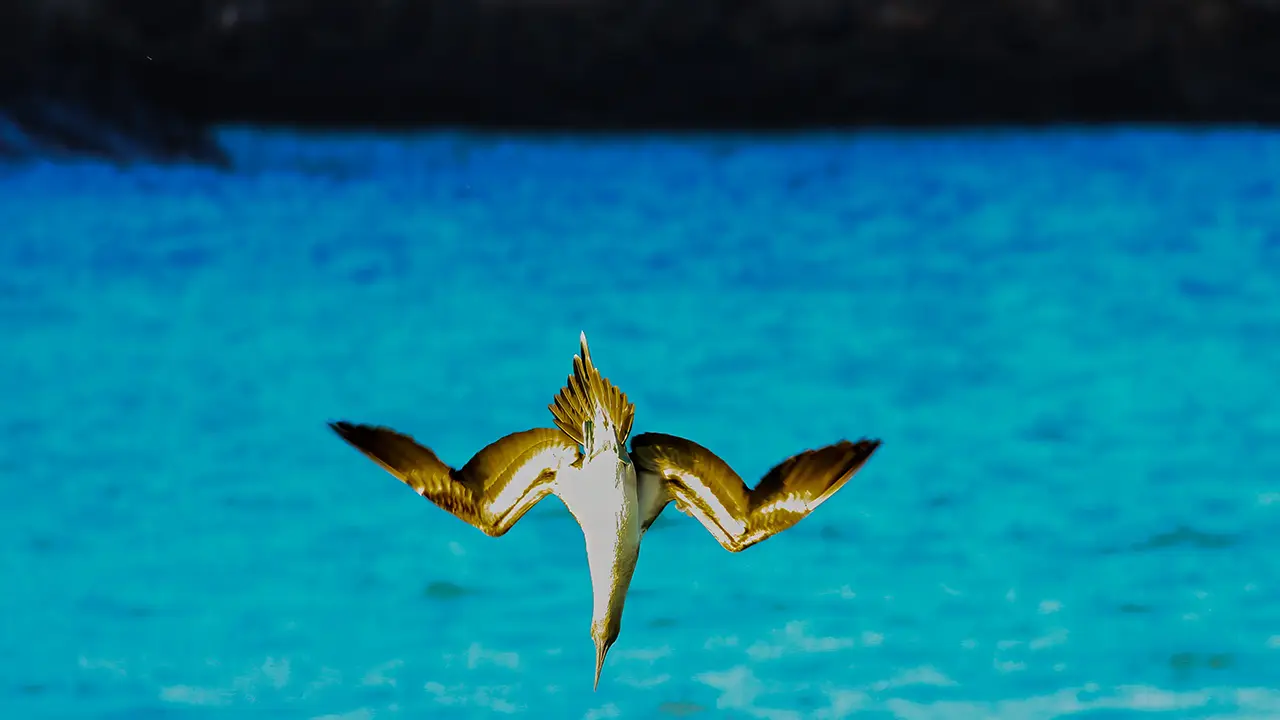 Blue-footed Booby