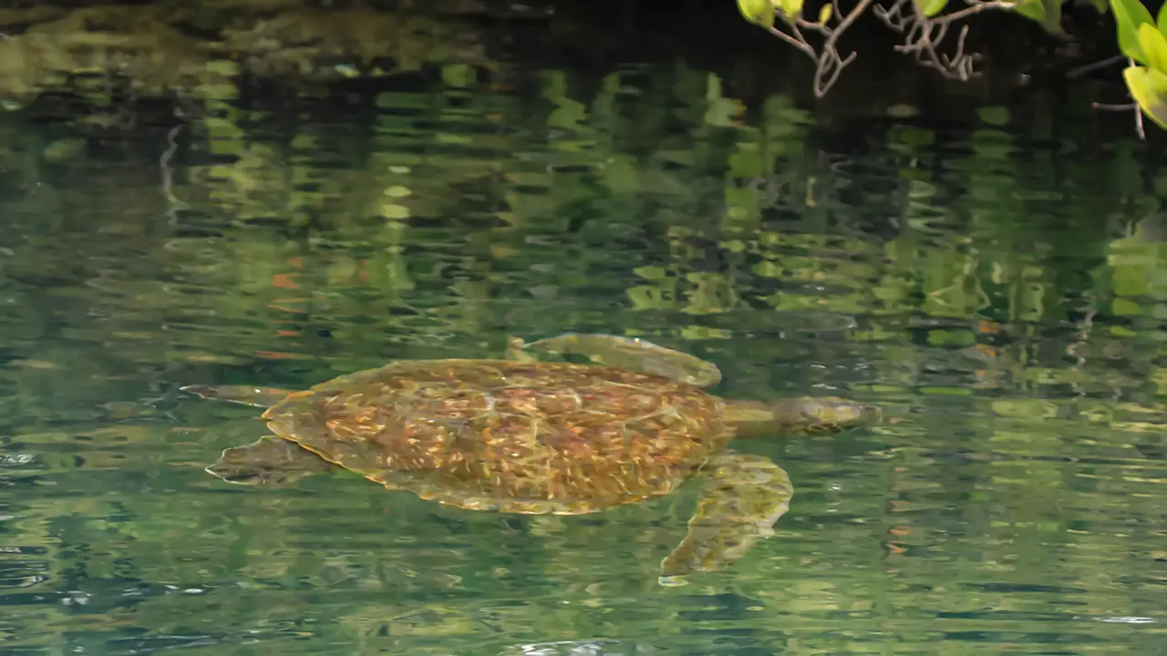 Pacific Green Turtle