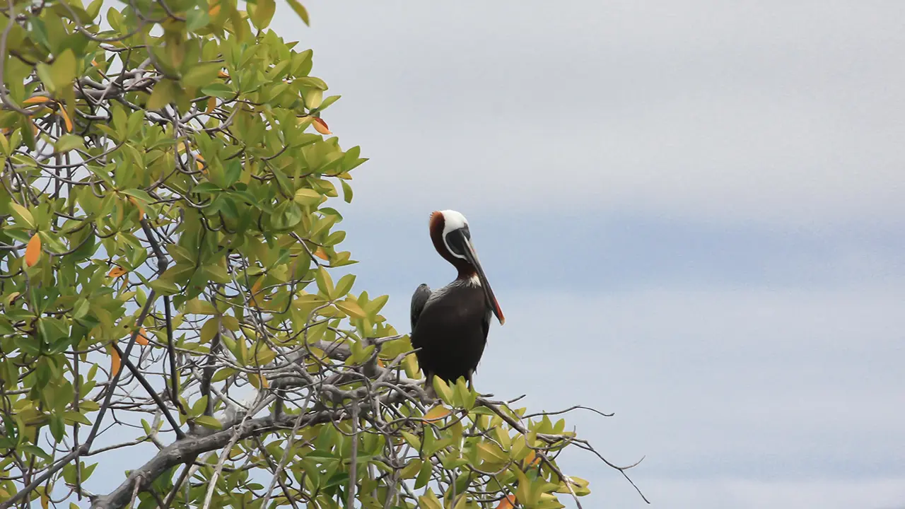 Galápagos Brown Pelican