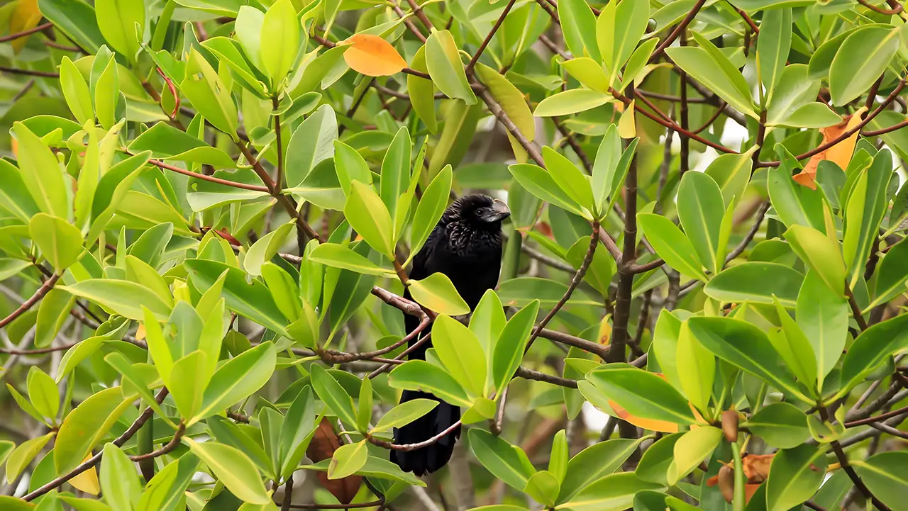 Smooth-billed Ani