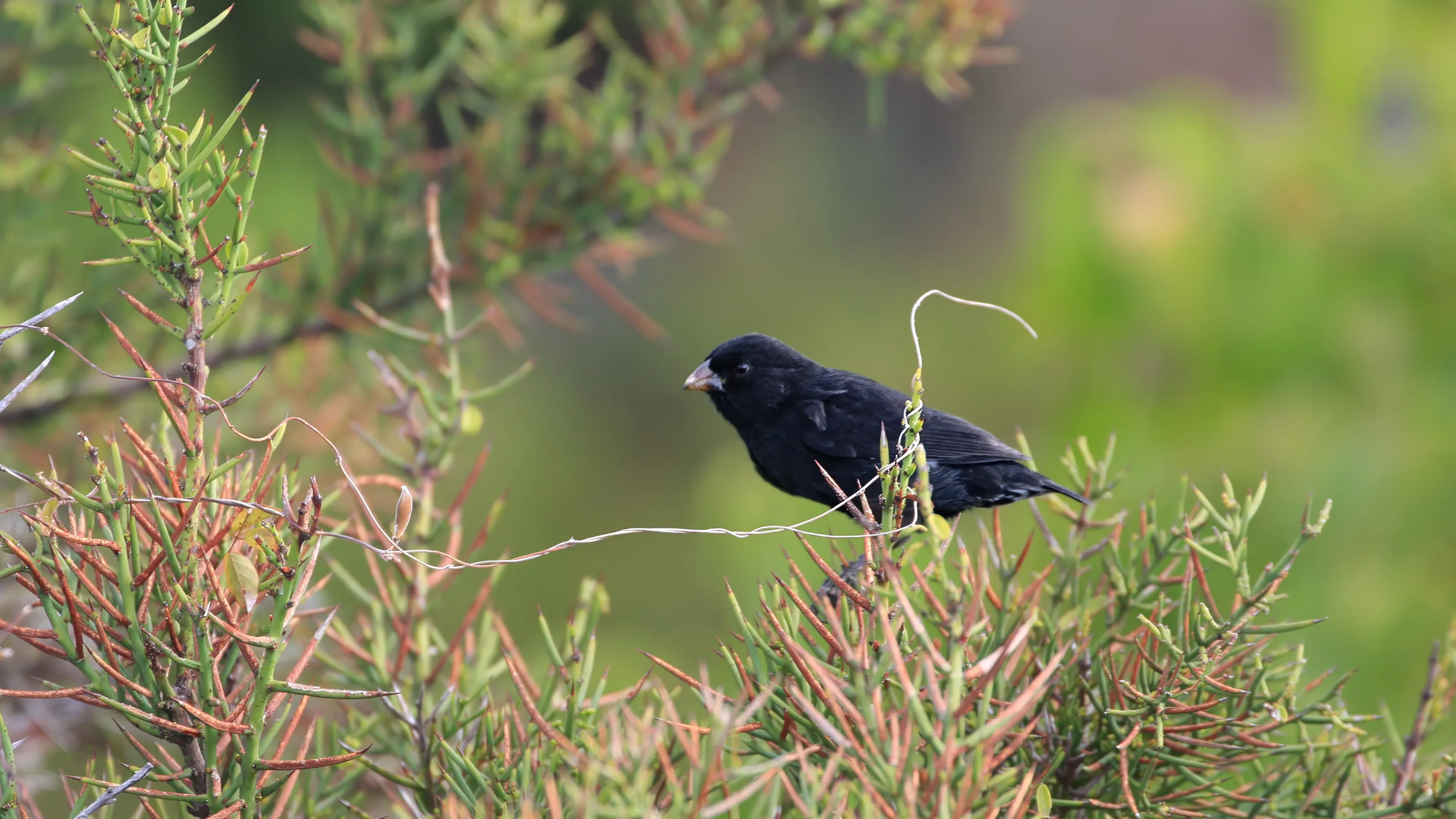 Small Ground Finch