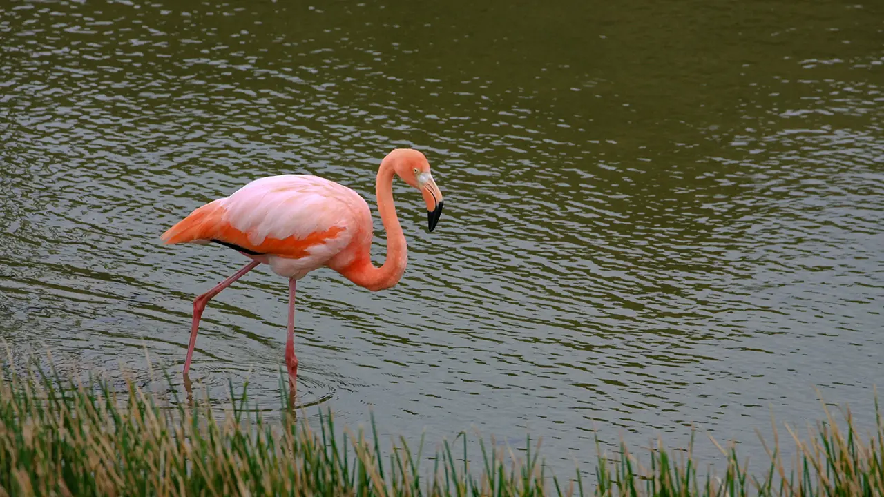 Galapagos Flamingo