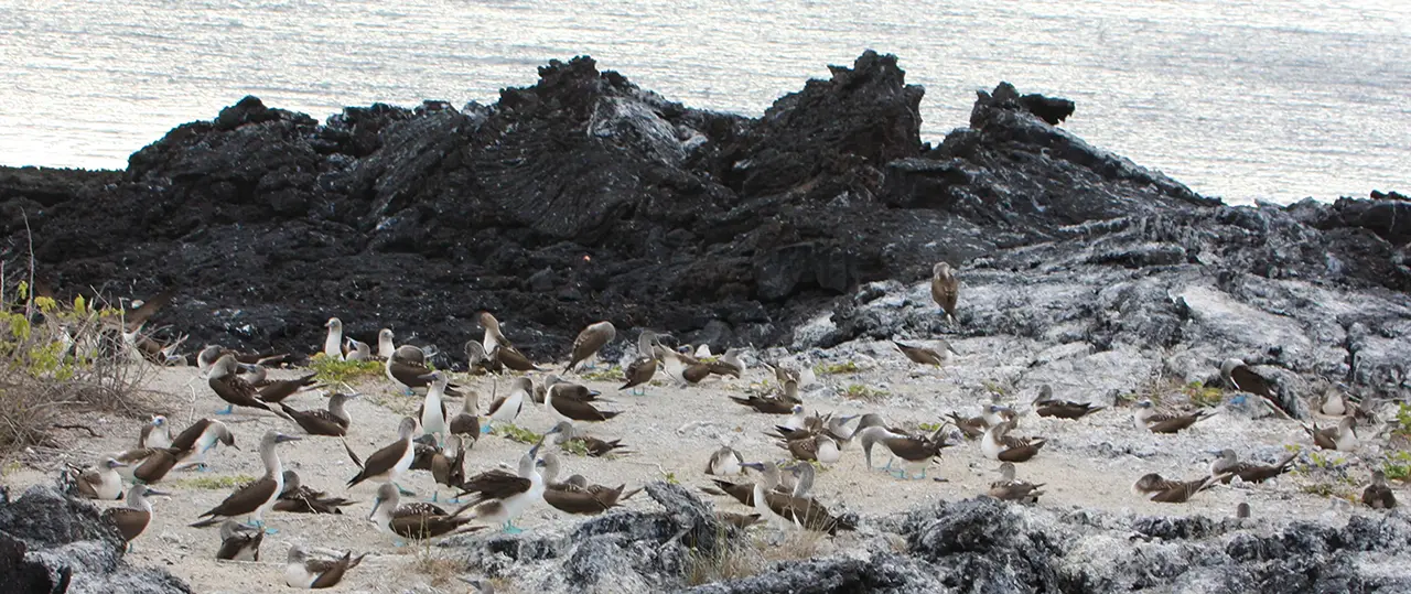 Blue-footed Booby
