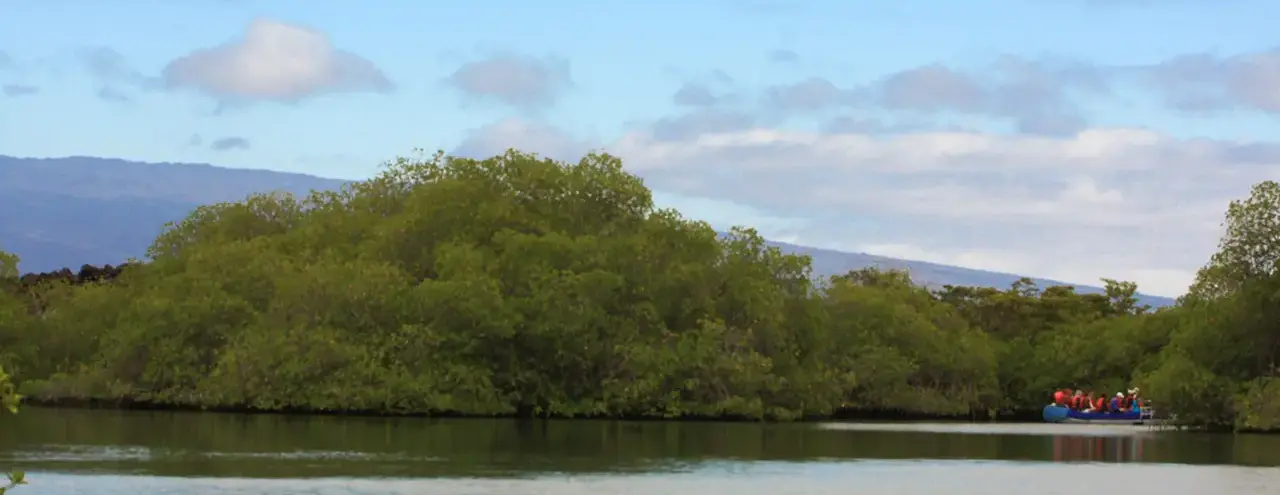 Mangroves
