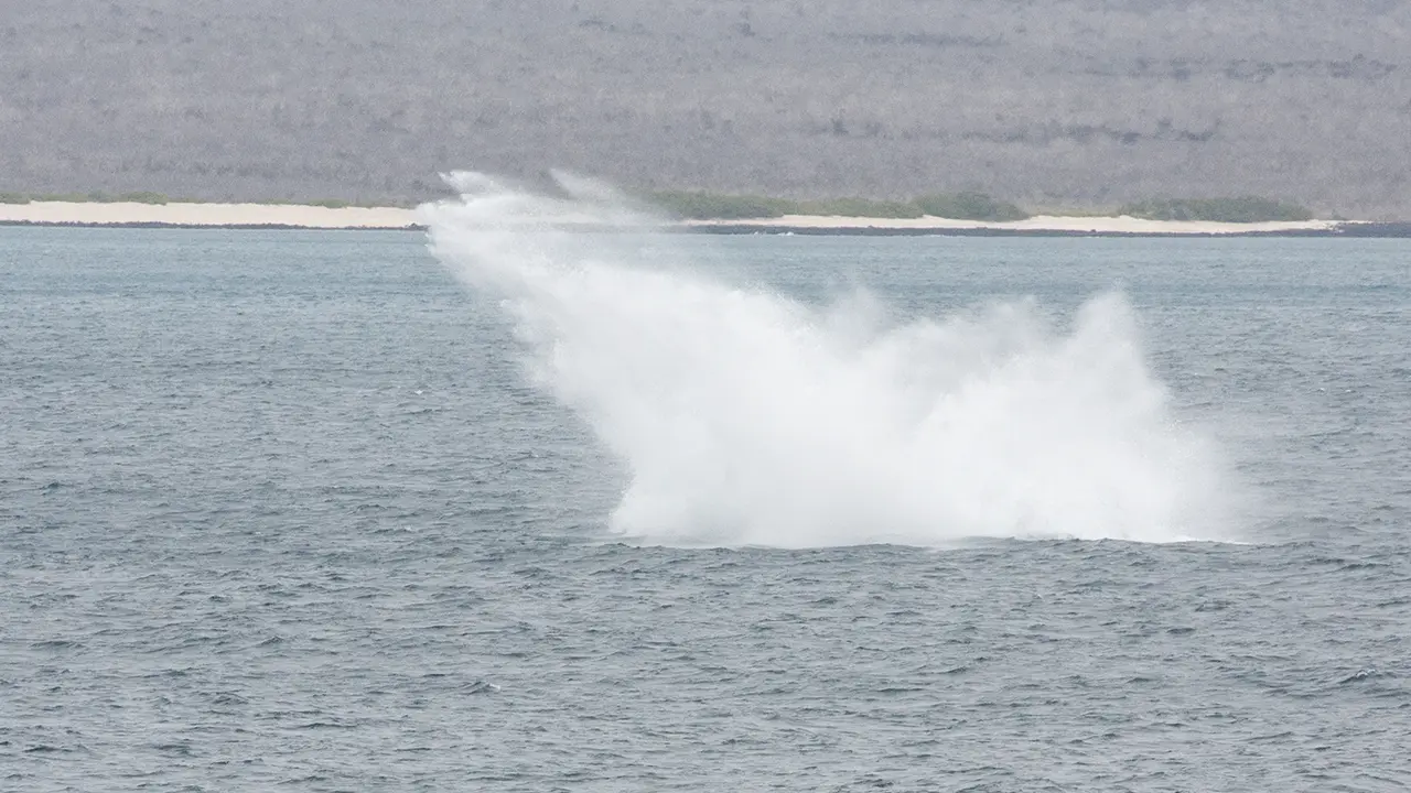 Whale