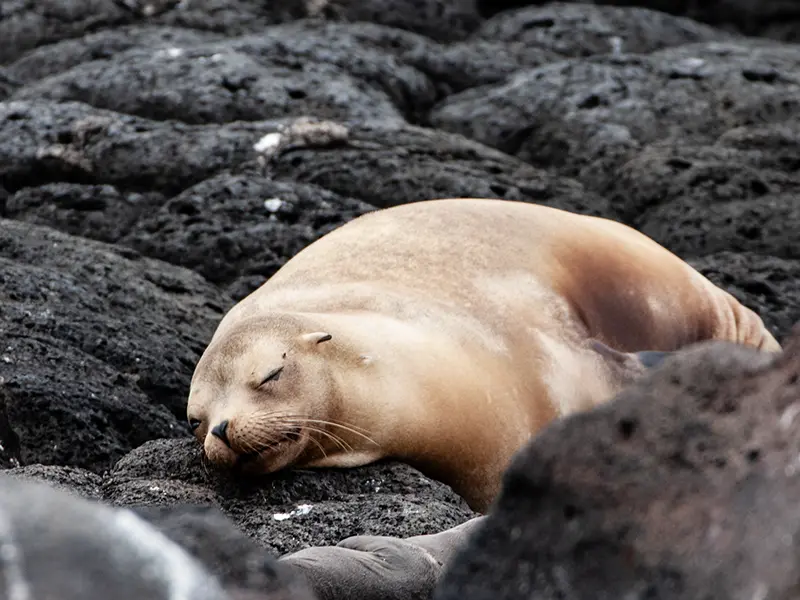 Sea lion