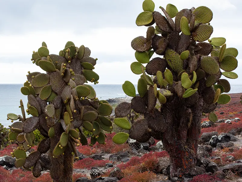 Paddle Cactus