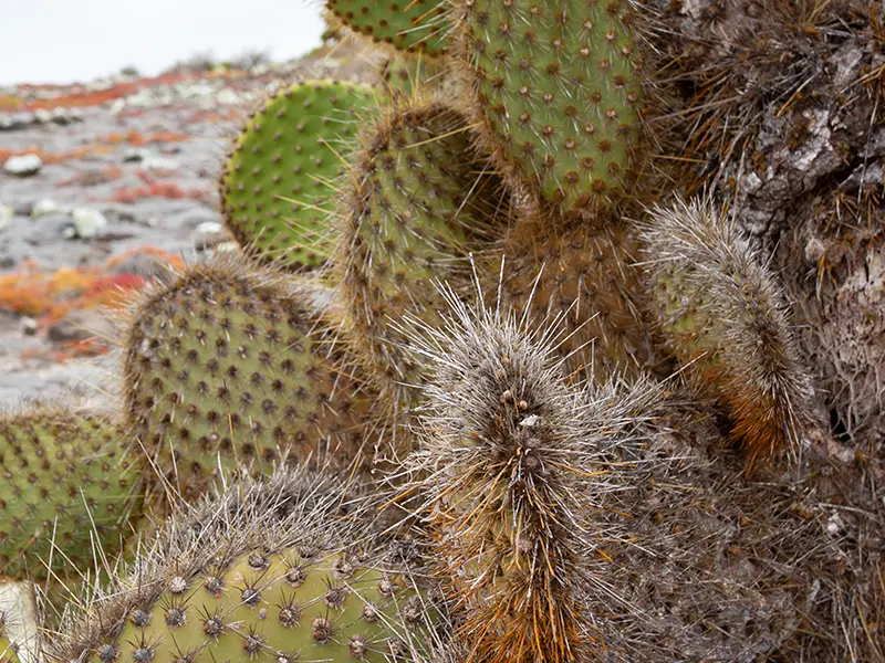 Paddle Cactus