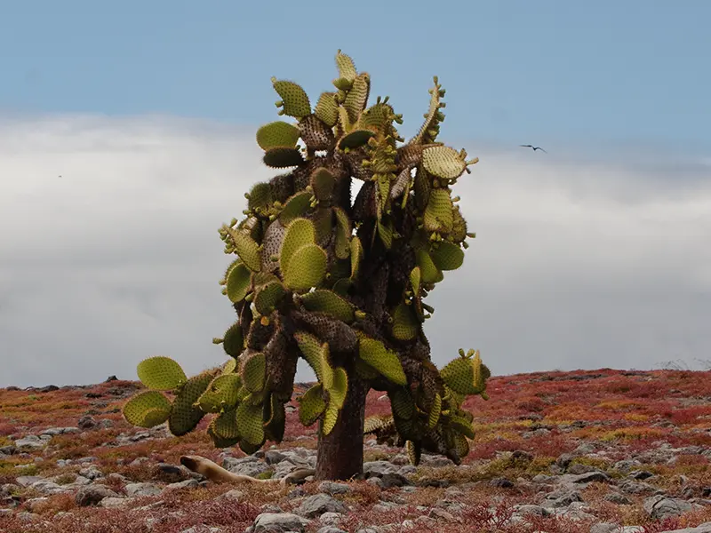 Paddle Cactus