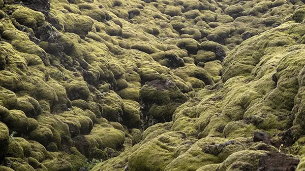 Moss