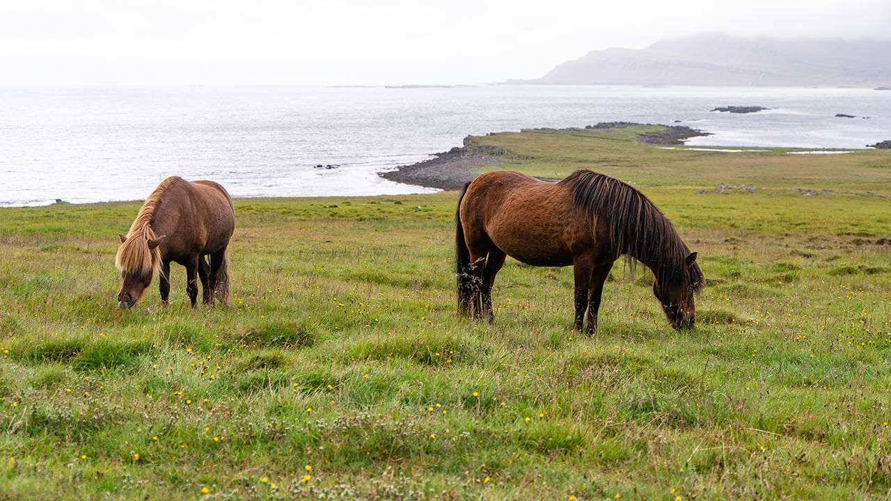 Iceland Horse