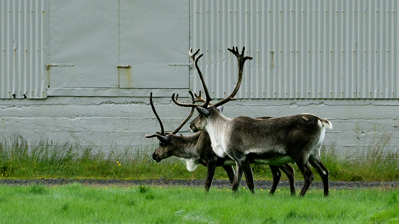 Reindeer