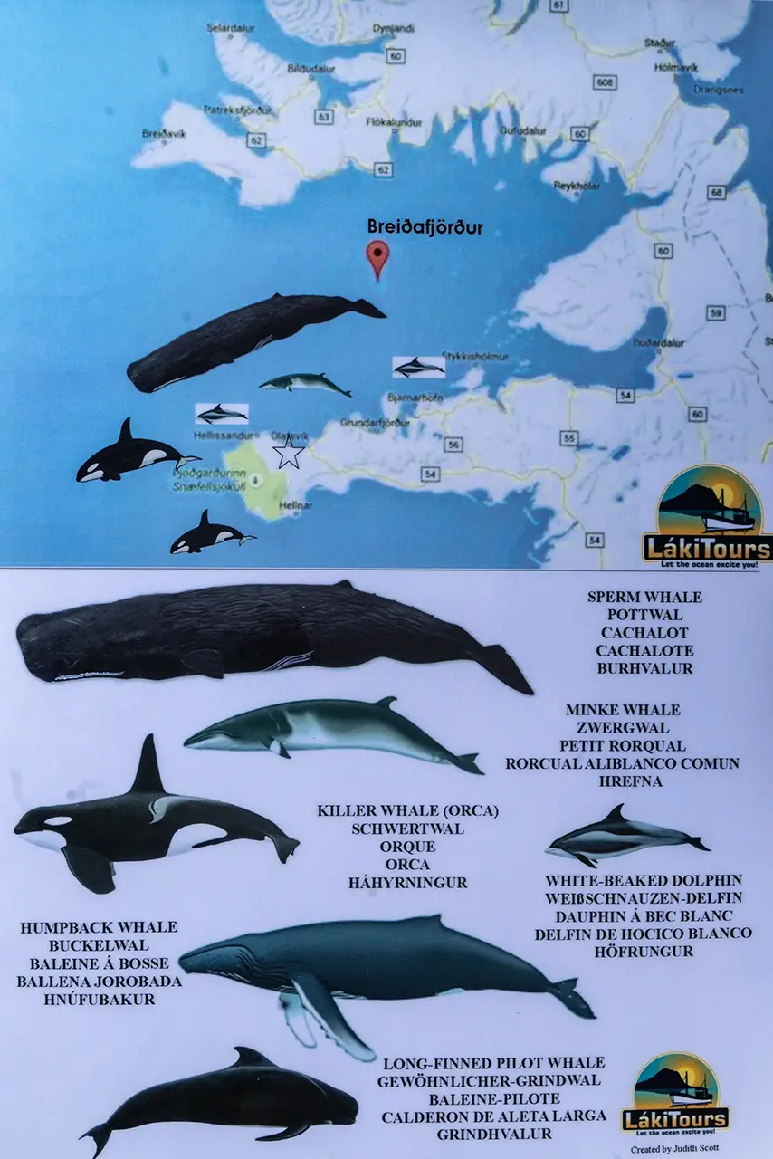 Whale Watching at Ólafsvík