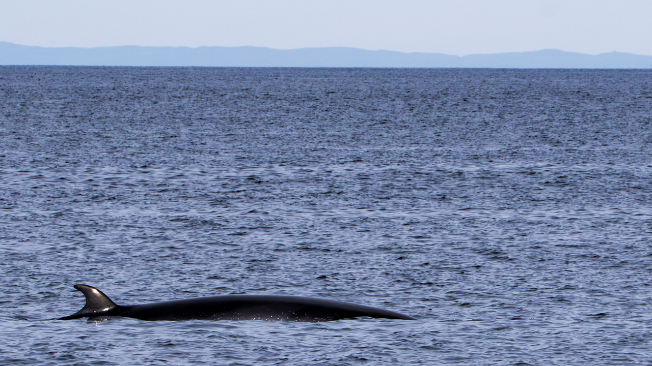Whale