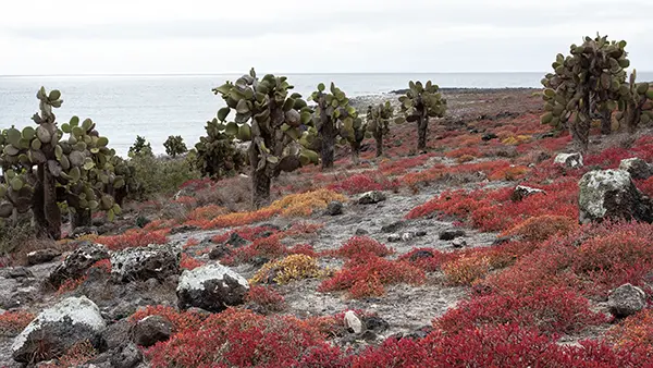 Galapagos Travelogue