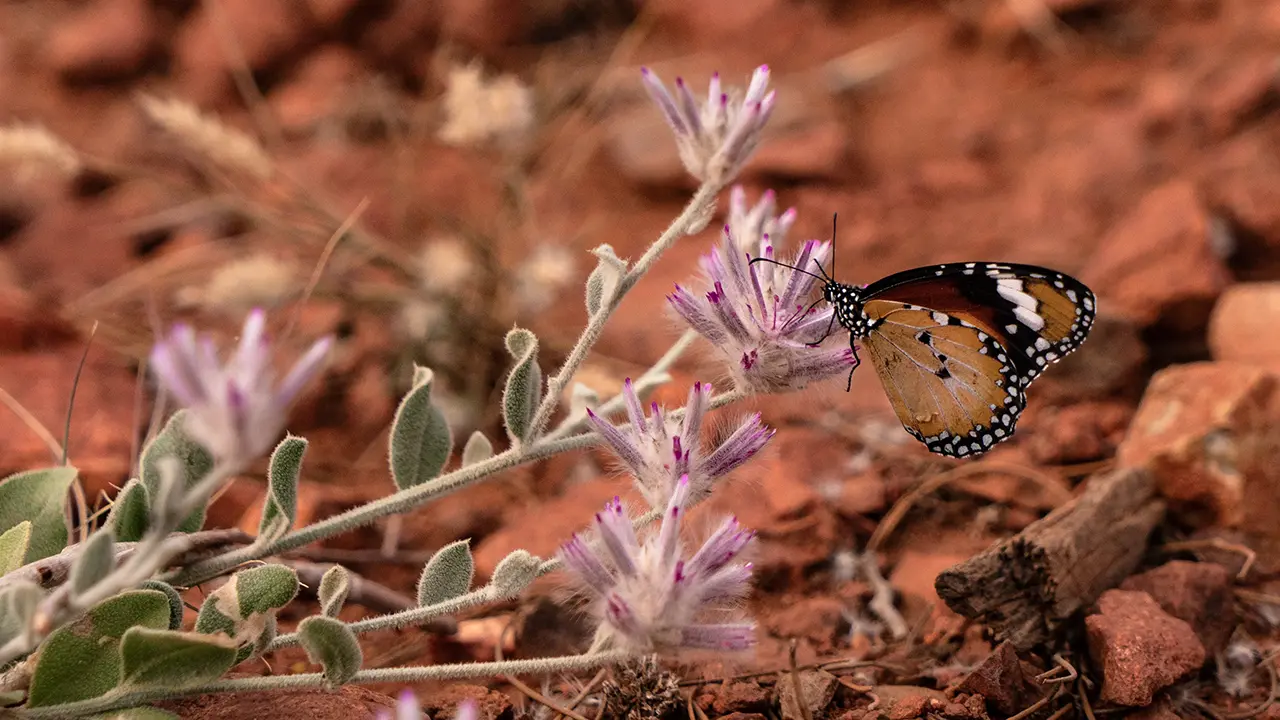 Kata Tjuta